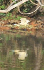 Pilherodius pileatus