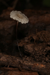 Marasmius
