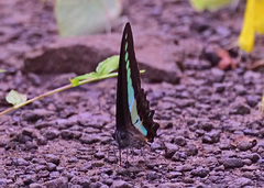 Graphium teredon