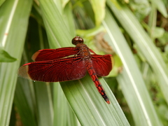 Neurothemis taiwanensis