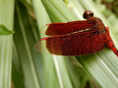 Neurothemis taiwanensis