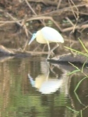 Pilherodius pileatus