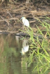 Pilherodius pileatus