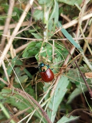 Melasomoptera