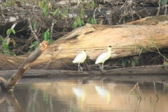 Pilherodius pileatus