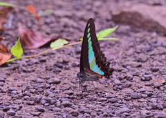 Graphium teredon
