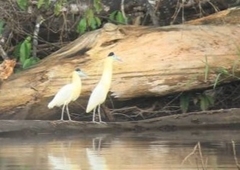 Pilherodius pileatus