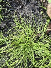 Eleocharis acicularis