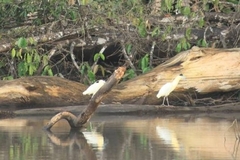 Pilherodius pileatus