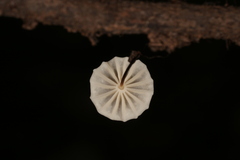 Marasmius