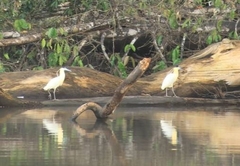 Pilherodius pileatus