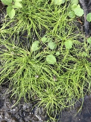 Eleocharis acicularis