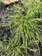 Eleocharis acicularis
