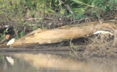 Pilherodius pileatus