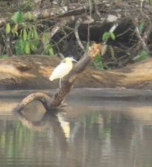 Pilherodius pileatus