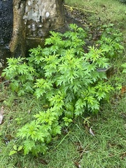 Artemisia indica