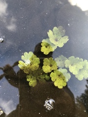 Ranunculus aquatilis