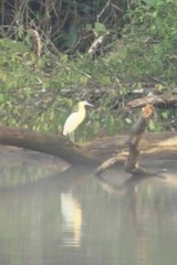 Pilherodius pileatus