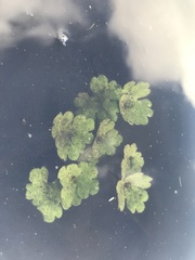 Ranunculus aquatilis