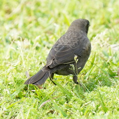 Molothrus bonariensis