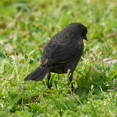 Molothrus bonariensis