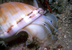 Semicassis centiquadrata