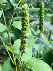 Agastache nepetoides