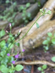 Cyanthillium cinereum