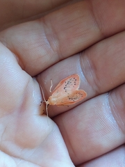 Miltochrista miniata