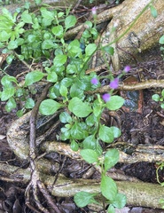 Cyanthillium cinereum