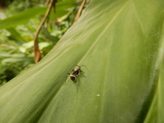 Polyrhachis