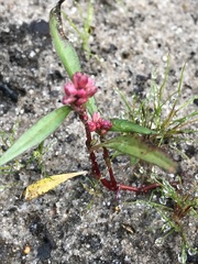 Persicaria amphibia