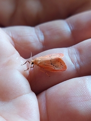 Miltochrista miniata