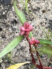Persicaria amphibia