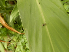 Polyrhachis