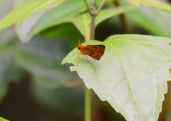 Oriens goloides