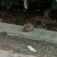 Mus musculus