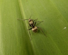 Polyrhachis
