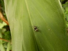 Polyrhachis