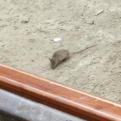 Mus musculus