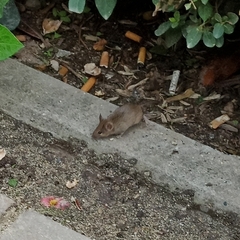 Mus musculus