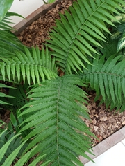 Thelypteridaceae