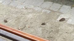 Mus musculus