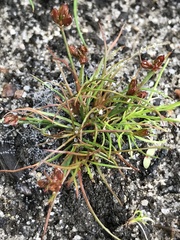 Juncus bulbosus
