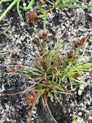 Juncus bulbosus