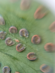 Thelypteridaceae