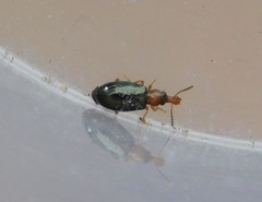 Salpingus ruficollis