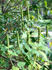 Agastache nepetoides