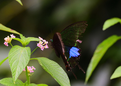Papilio paris