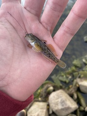 Neogobius melanostomus